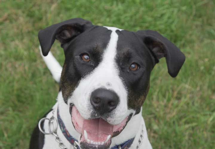 a black and white dog looking up to the camera